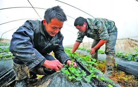 新疆棉花种植基地