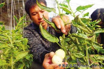 槟榔芋头种植技术