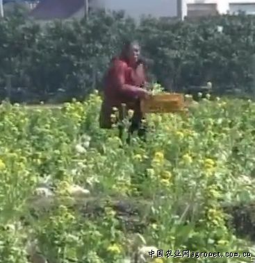菠菜种植方法