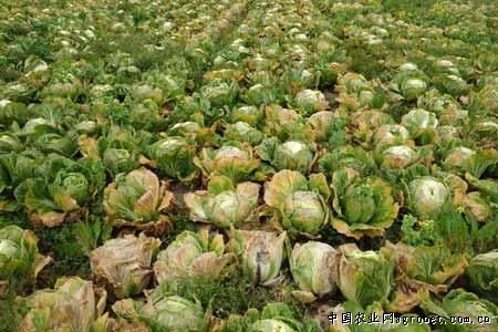北京新三号白菜病虫害及防治