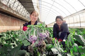 棘托竹荪高产栽培技术
