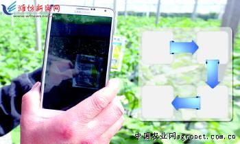 杏鲍菇种植技术视频
