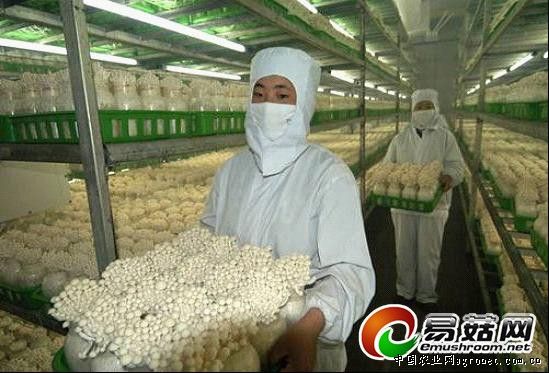大姜高产施肥方案