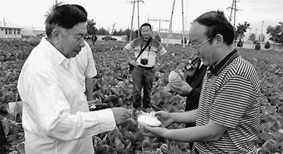 华南205木薯种子公司