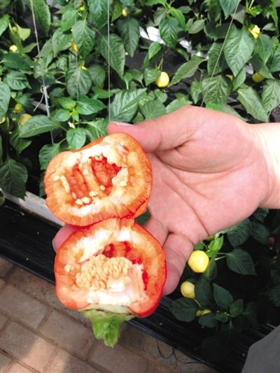 6629西红柿种子