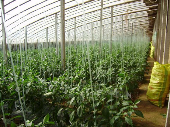 红根野蚕豆栽培技术