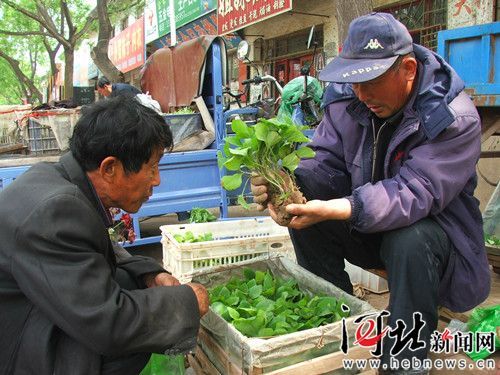 韩国黄心白菜种子