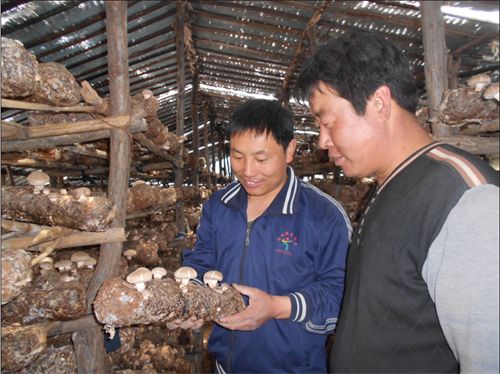 白灵菇多少钱一斤