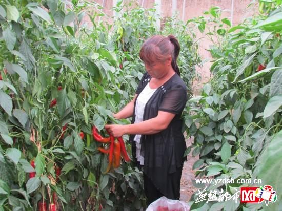 红心王红薯种植技术视频