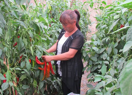 茄子的种植与管理