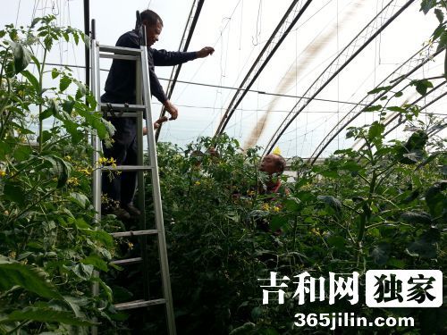 35莲藕种植技术