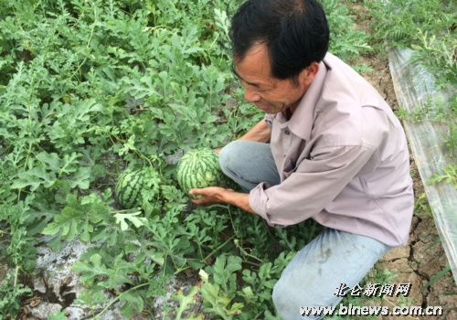 黄瓜的种植方法