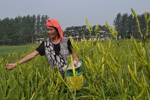 缅甸玉米市场价格