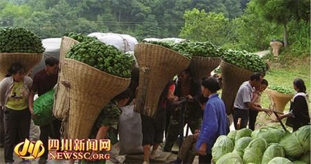 泰国香菜施肥技术