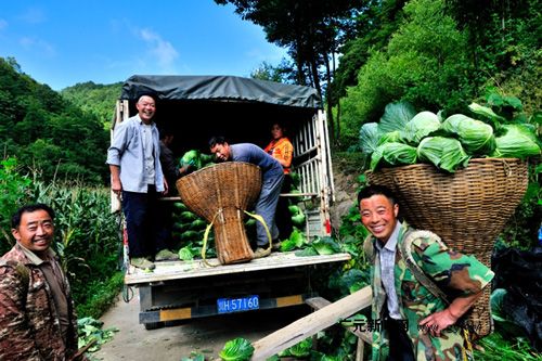 张溪香芋种植技术
