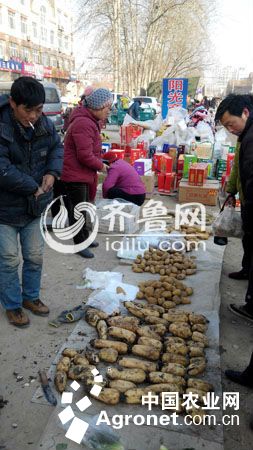 宣薯2号土豆新闻资讯