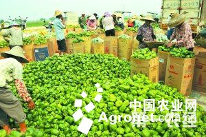 苏州青白菜批发市场