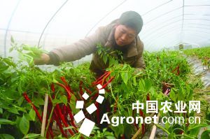 奇珍76豌豆种植技术