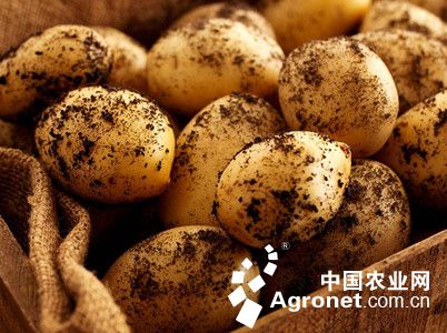 北京香菇种植技术