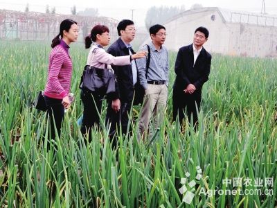 中粮319玉米施肥技术