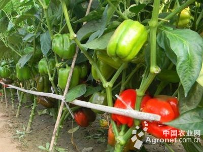 瑞克斯旺西红柿育种技术