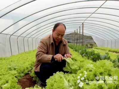 中华神剑韭菜种子多少钱一斤