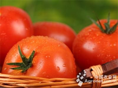 长茄种子价格
