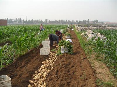 黄须菜种植产量