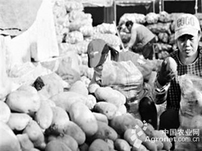 荷兰15土豆种植视频