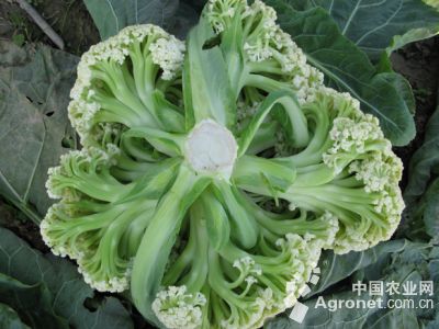 春菠菜种植时间和方法