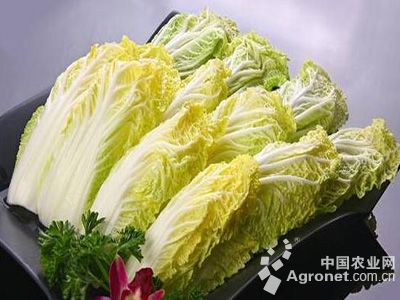 东京868白菜种植技术