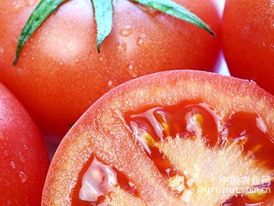 美国之星西红柿市场价格