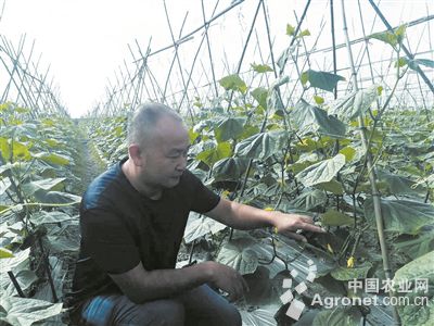 早大黄土豆育种技术