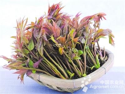 紫油菜苔病虫害及防治
