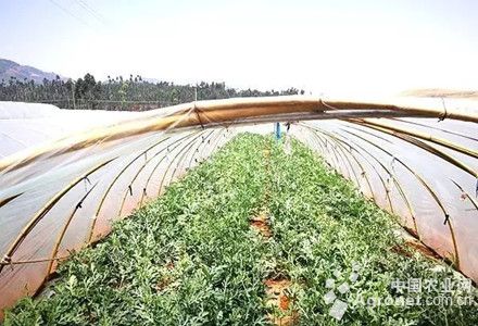 玉兰菜种子种植方法