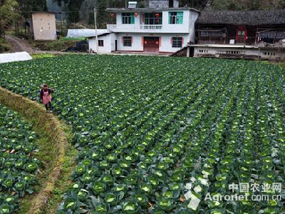 汉中茶叶种植历史悠久