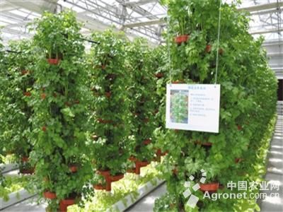 富贵粉王西红柿种植技术