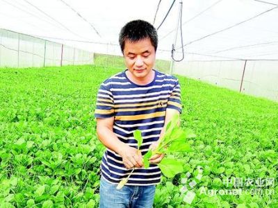 仙子韭菜种植方法