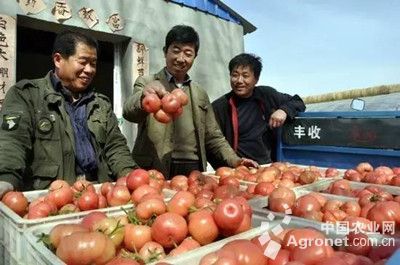 古瑶红红薯种植技术