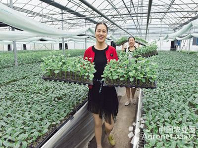 香椿芽菜种植方法
