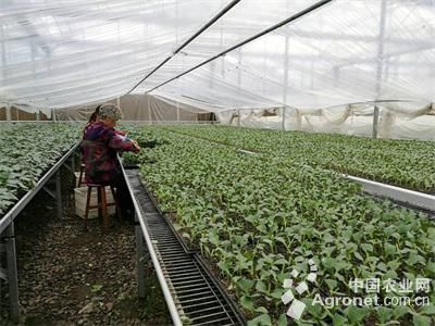 丝瓜种子种植方法