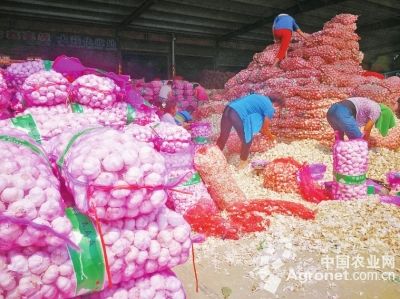 越南番薯施肥技术