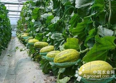 麻皮老黄瓜种植技术