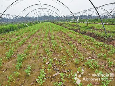 紫冠茄子育种技术