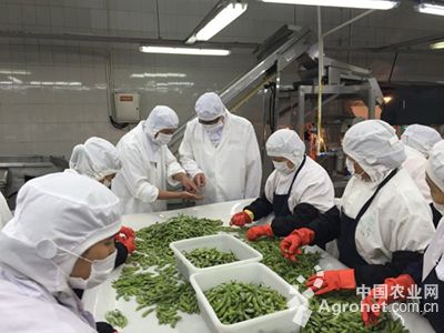 韩国七寸红胡萝卜种子公司