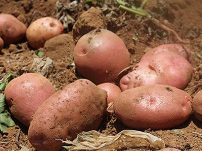 陇薯6号土豆施肥技术