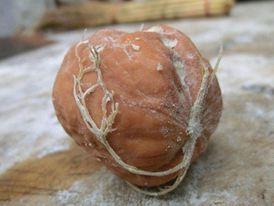 红皮双季王红薯育种技术