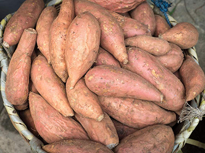 水果红薯育种技术
