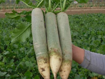 蔬菜市场的菠菜每500g