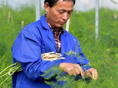 北京中农绿亨种子